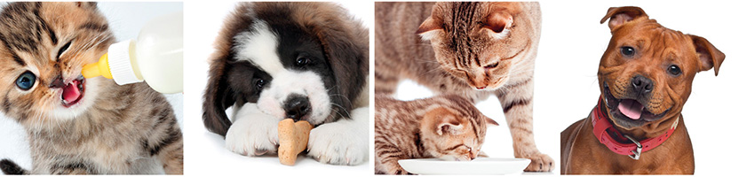 Animali domestici, un incontro letterario sull'alimentazione di cani e gatti