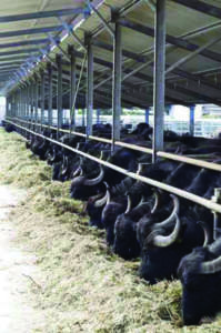 Allevamento di bufali 