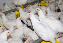 influenza aviaria