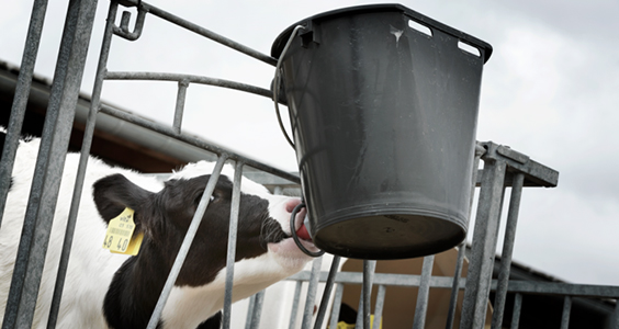 Latte per vitelli, formulazione innovativa per un pieno di energia