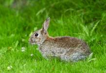allarme benessere conigli