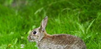 allarme benessere conigli