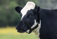 Maschera neutralizza-metano per bovini progettata dalla startup Zelp