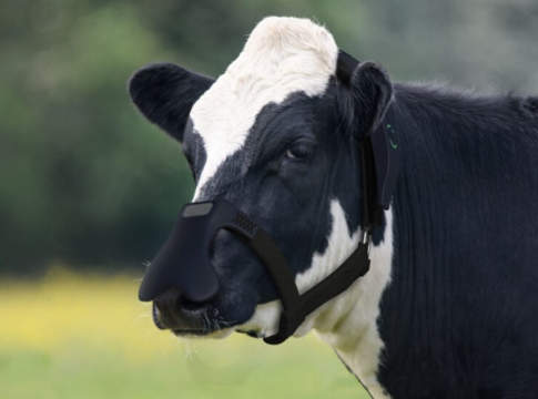 Maschera neutralizza-metano per bovini progettata dalla startup Zelp