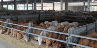 acidosi nei bovini da carne