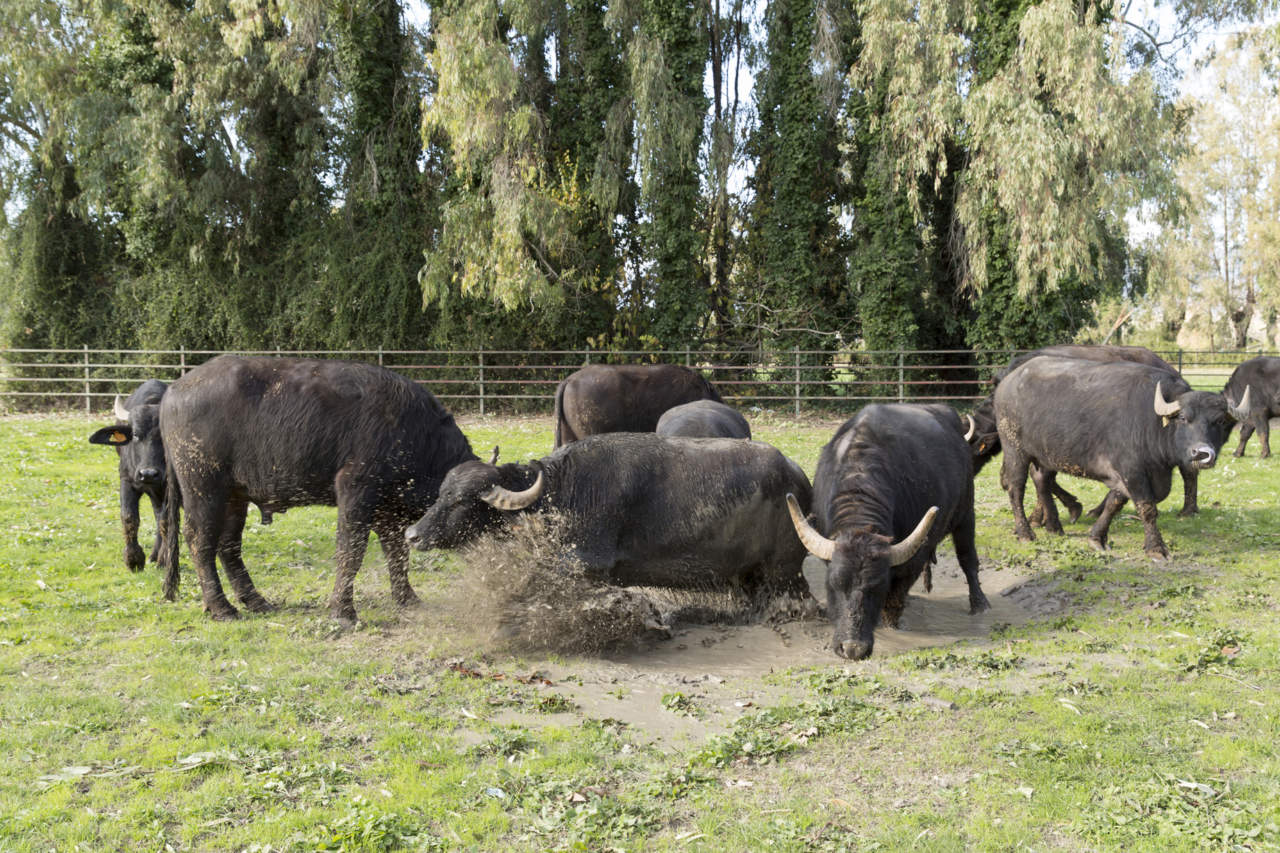 selezione bufala