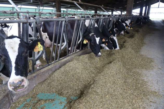 4 - All’azienda Bertolli i capi bovini allevati sono circa 500, di cui circa 250 vacche in mungitura.