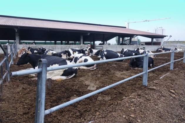 6 - Il benessere animale, all’azienda Bertolli, viene ricercato anche offrendo alle bovine in asciutta la possibilità di uscire dalla stalla per camminare in un paddock.
