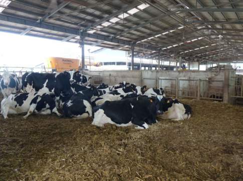1 - L’allevamento dell’azienda Zappaterra conta 1.280 capi bovini, compresa la rimonta