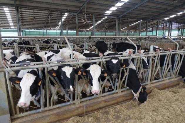 5 - La razione per le bovine in lattazione prevede, fra l’altro, 27 kg di silomais.